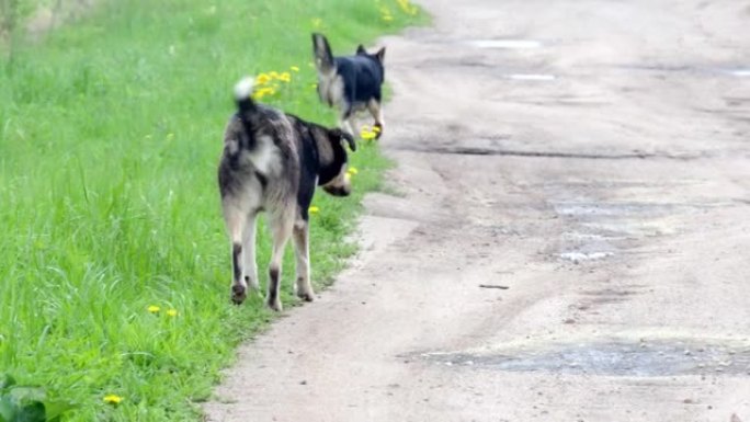 流浪狗在乡间小路上行走