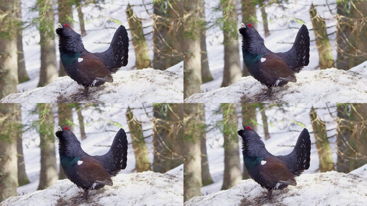 交配季节森林中的Capercaillie (Auerhahn / Tetrao urogallus)