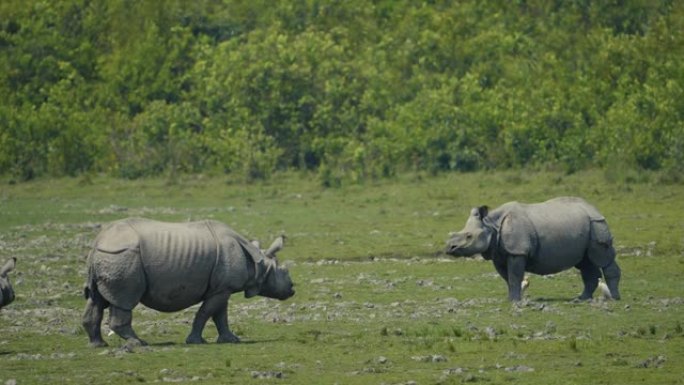 印度一角犀牛 (Rhinoceros unicornis) 和小牛以慢动作放牧或以草为食