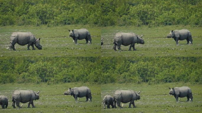 印度一角犀牛 (Rhinoceros unicornis) 和小牛以慢动作放牧或以草为食