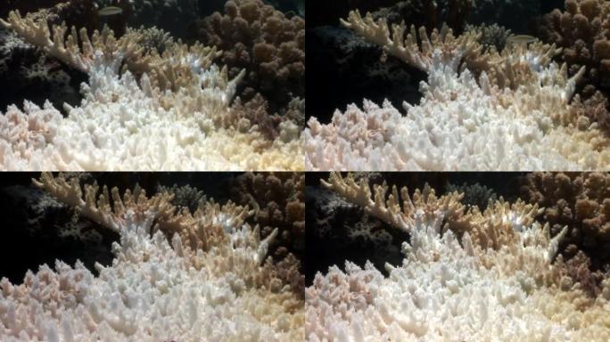 红海水下各种珊瑚的珊瑚礁。