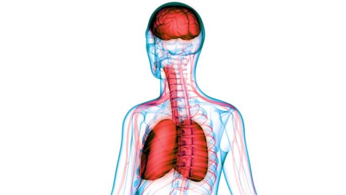 人体内脏脑与肺解剖动画概念