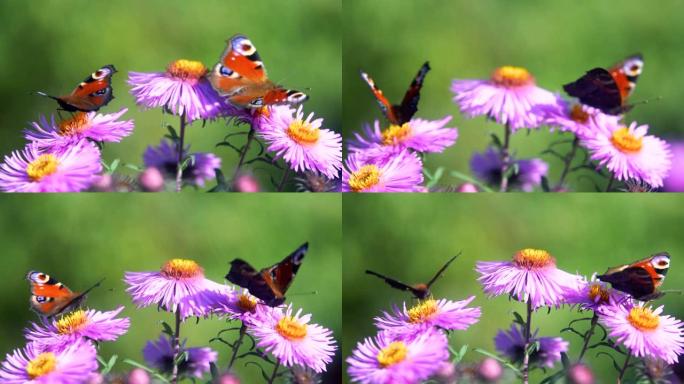蝴蝶在花开周围飞翔并收集花粉。Dop，宏，特写