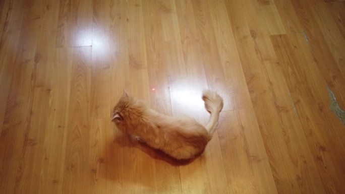 橙色猫追逐红点激光笔