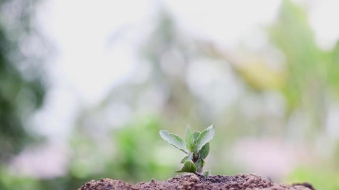 关闭种植在地面上等待浇水和生长的小树