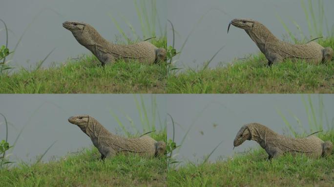 亚洲水监控蜥蜴挖出海龟蛋并以慢动作进食