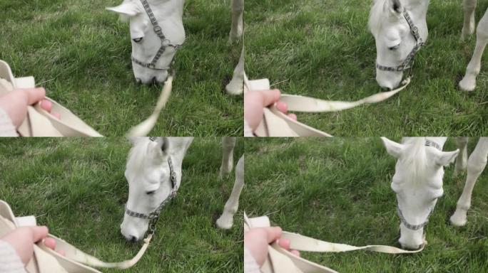 一匹白马在草地上吃绿草。多云晴朗的天空。自然女孩牵着马，在绳索上行走第一人称视角