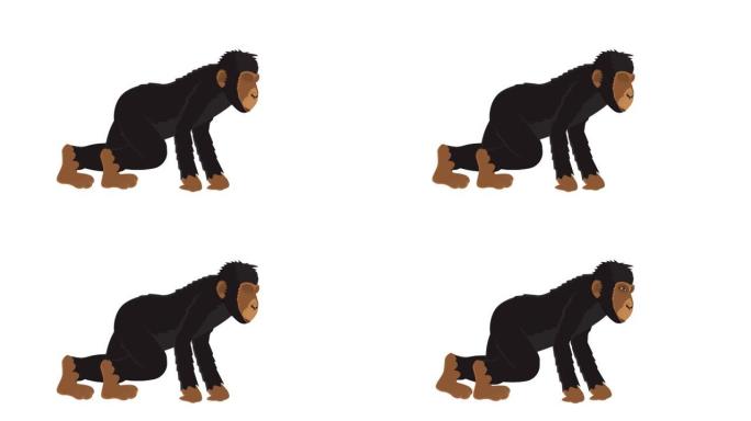 黑猩猩。猴子动物的动画。卡通