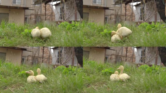 两只黄色的小鸭子在新鲜的空气中行走，吃草