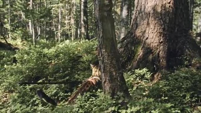 城市公园里的一只猫。孟加拉野猫穿着衣领走在森林上。亚洲丛林猫或沼泽或芦苇。驯养的豹猫。