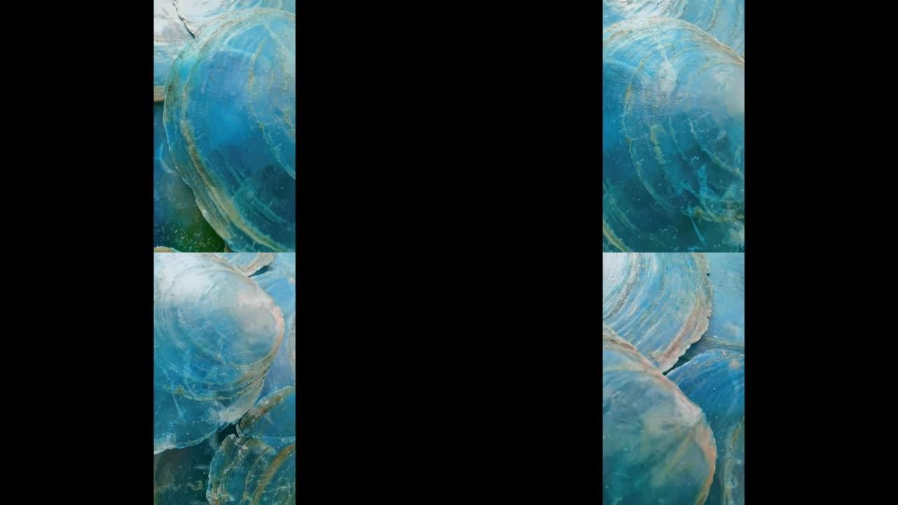 珍珠母贝壳蓝色背景。珍珠母贝壳的纹理