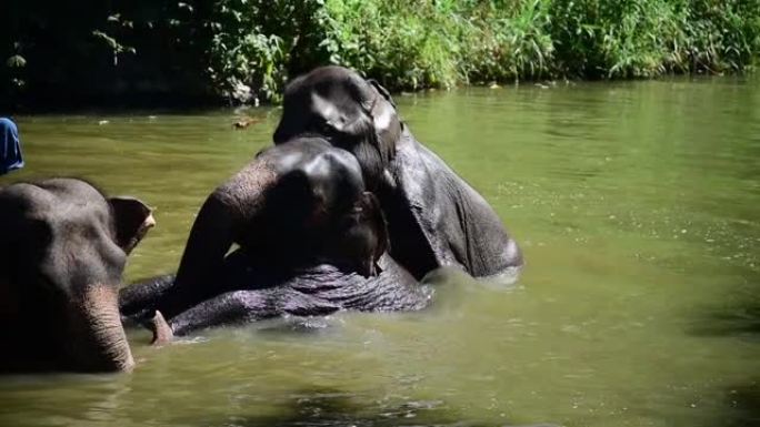 亚洲小象在水里玩耍。