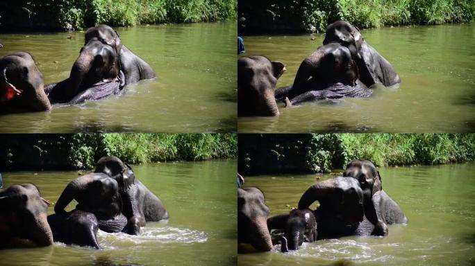 亚洲小象在水里玩耍。