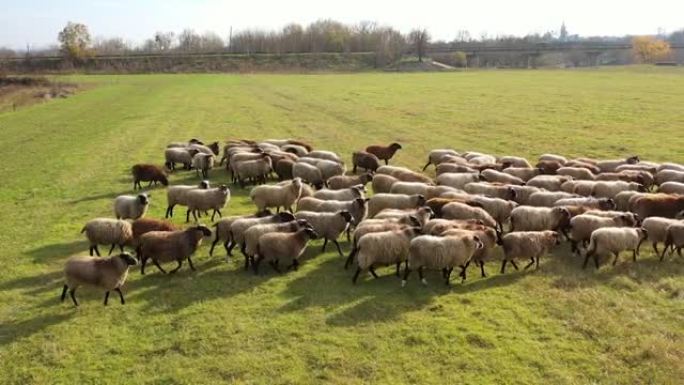 在农场牧场放牧的大批绵羊。有绵羊的农场的鸟瞰图。