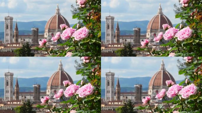 美丽的粉红玫瑰被风吹在佛罗伦萨著名的玫瑰园，背景是圣玛丽亚·德尔·菲奥雷大教堂。意大利