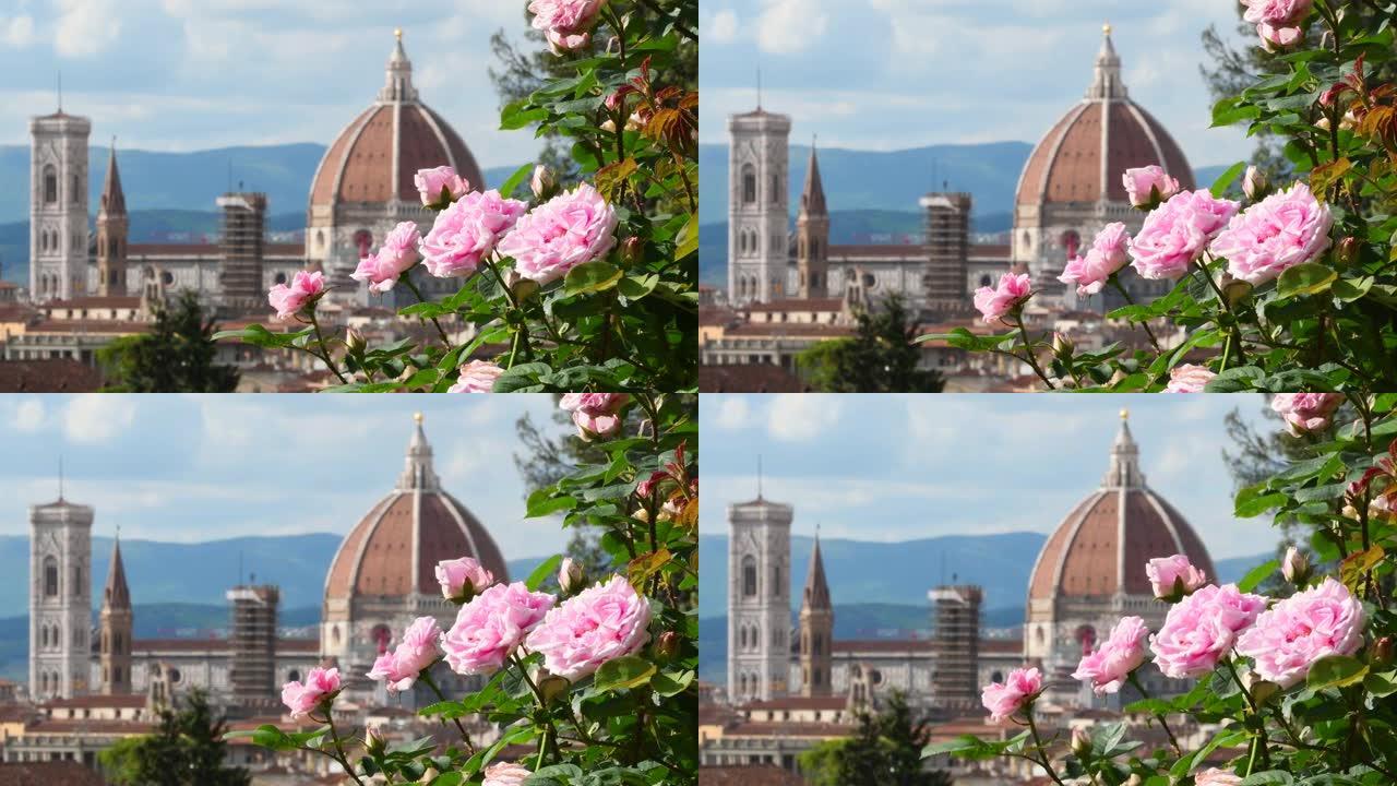 美丽的粉红玫瑰被风吹在佛罗伦萨著名的玫瑰园，背景是圣玛丽亚·德尔·菲奥雷大教堂。意大利