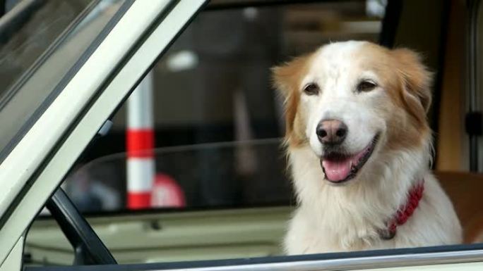 金毛猎犬从车窗外望去，快乐的狗