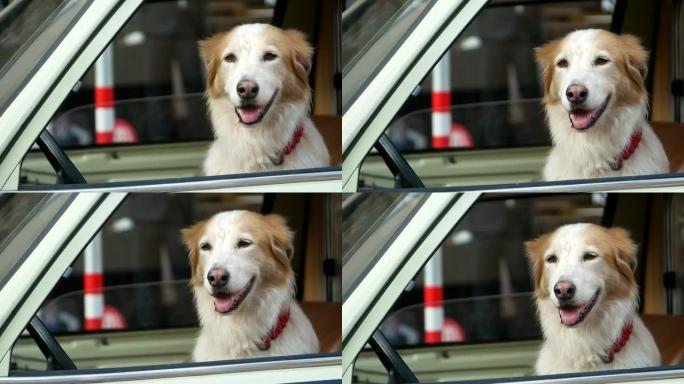 金毛猎犬从车窗外望去，快乐的狗