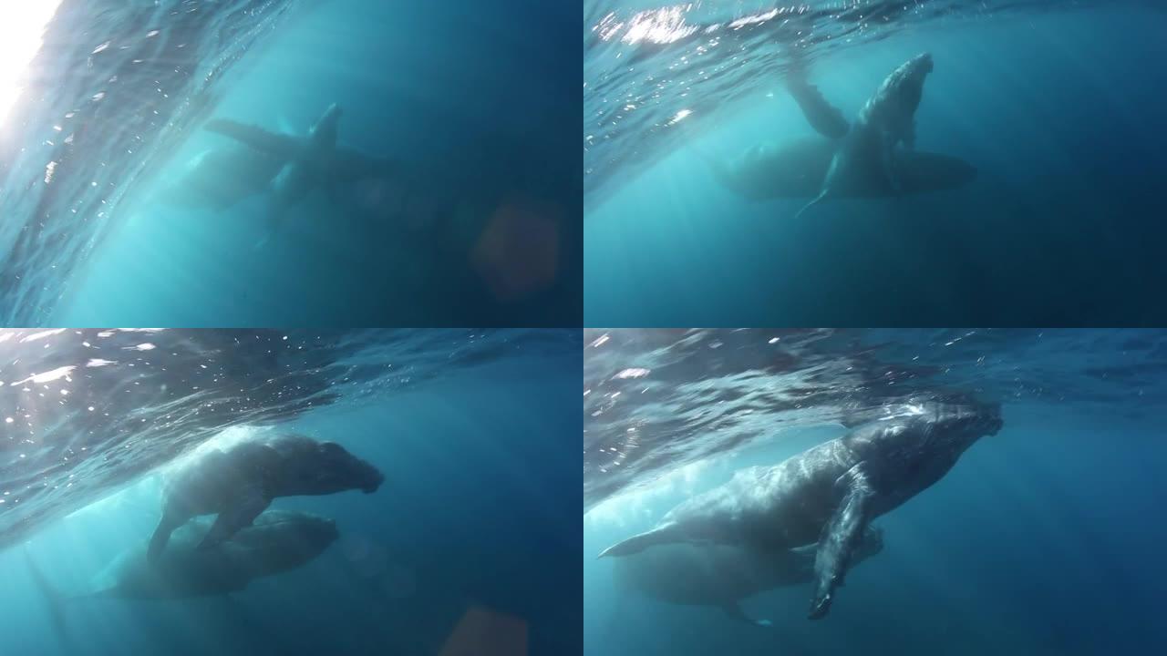 巨大的海洋动物座头鲸小牛与母水下海洋。
