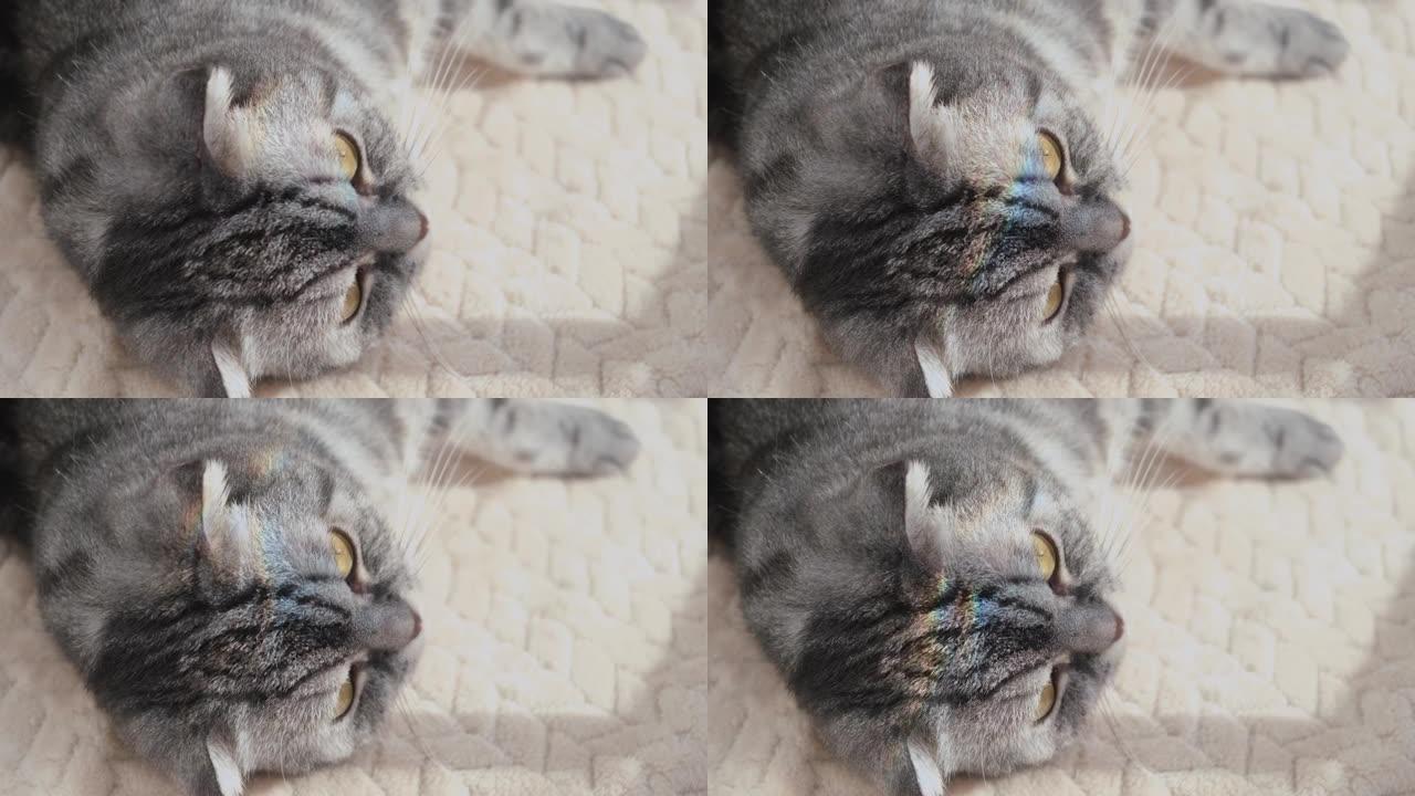 猫脸上的彩虹灯。