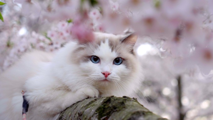 春天樱花小猫-唯美春天空镜-布偶猫