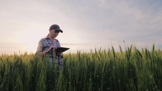 中年女农民在麦田里工作，看着平板电脑上的数据