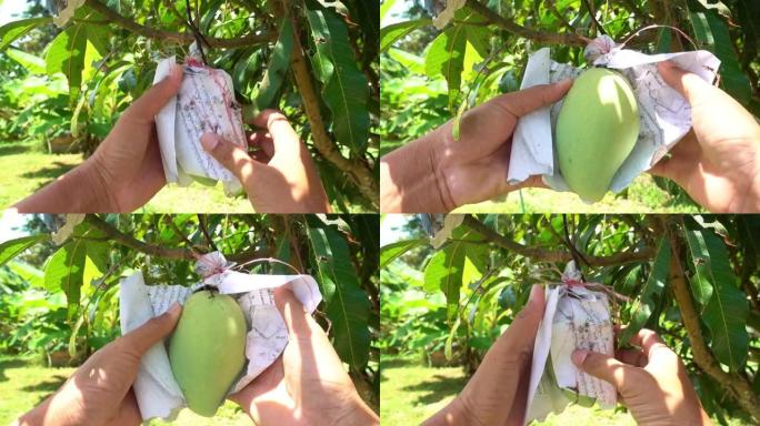 园丁男子检查芒果水果，泰国田地里生长的芒果树，挂在树上的大芒果水果与自然背景