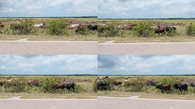 非洲驼背母牛在桑给巴尔的柏油路旁行走