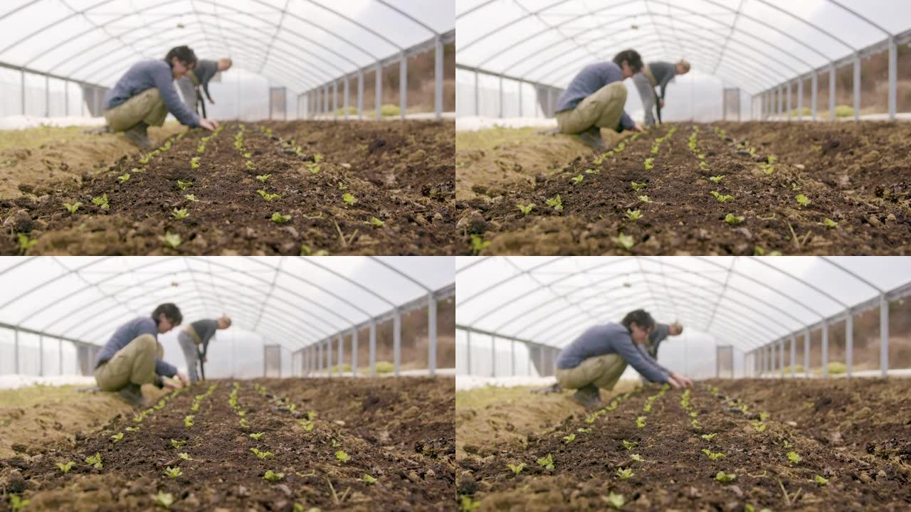 农民将莴苣幼苗移植到温室中的土壤中
