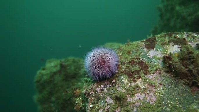 巴伦支海海海底背景下的巨型海藻。