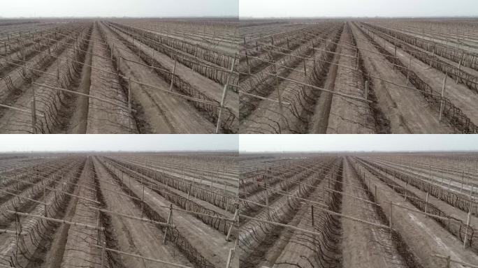 新疆哈密：葡萄开墩上架，场面壮观如线条画