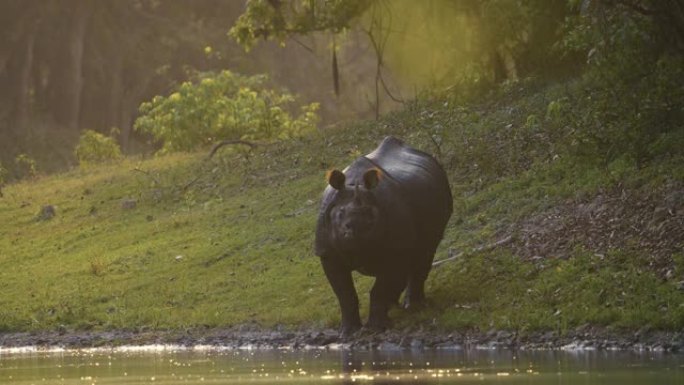 印度一角犀牛 (Rhinoceros unicornis) 在水中以慢动作放牧和放松