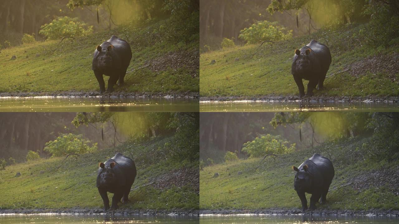 印度一角犀牛 (Rhinoceros unicornis) 在水中以慢动作放牧和放松