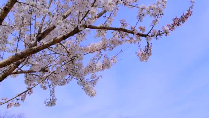 盛开的樱花，美丽的粉红色花瓣