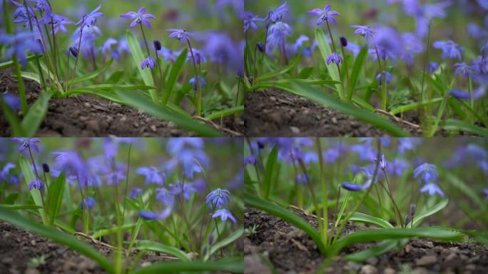 木方Scilla siberica花。田野上的蓝色春天花朵。慢动作镜头