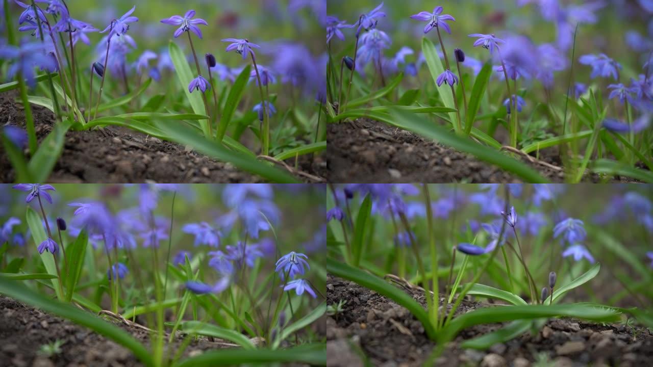 木方Scilla siberica花。田野上的蓝色春天花朵。慢动作镜头