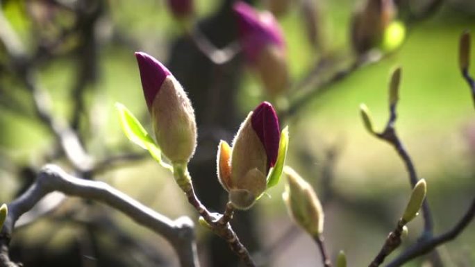 木兰紫色芽、花头、树、