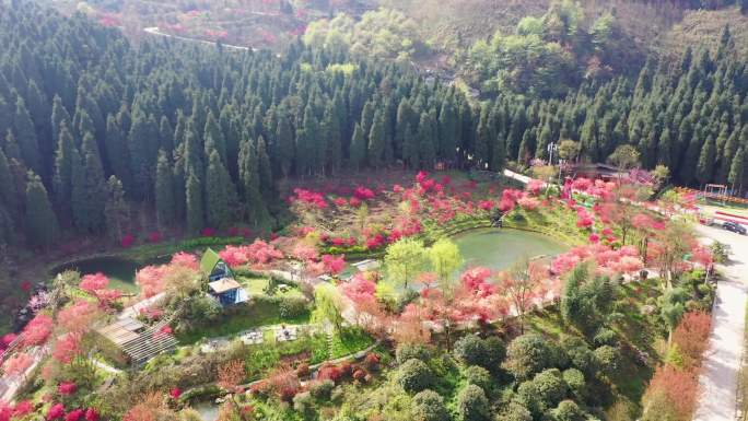 春天红枫 红满红枫岭