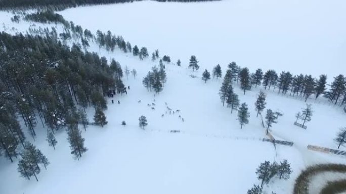 白雪皑皑的拉普兰和森林中驯鹿群的鸟瞰图
