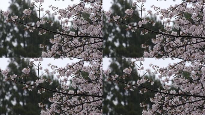 梅井吉野樱花在雨中绽放