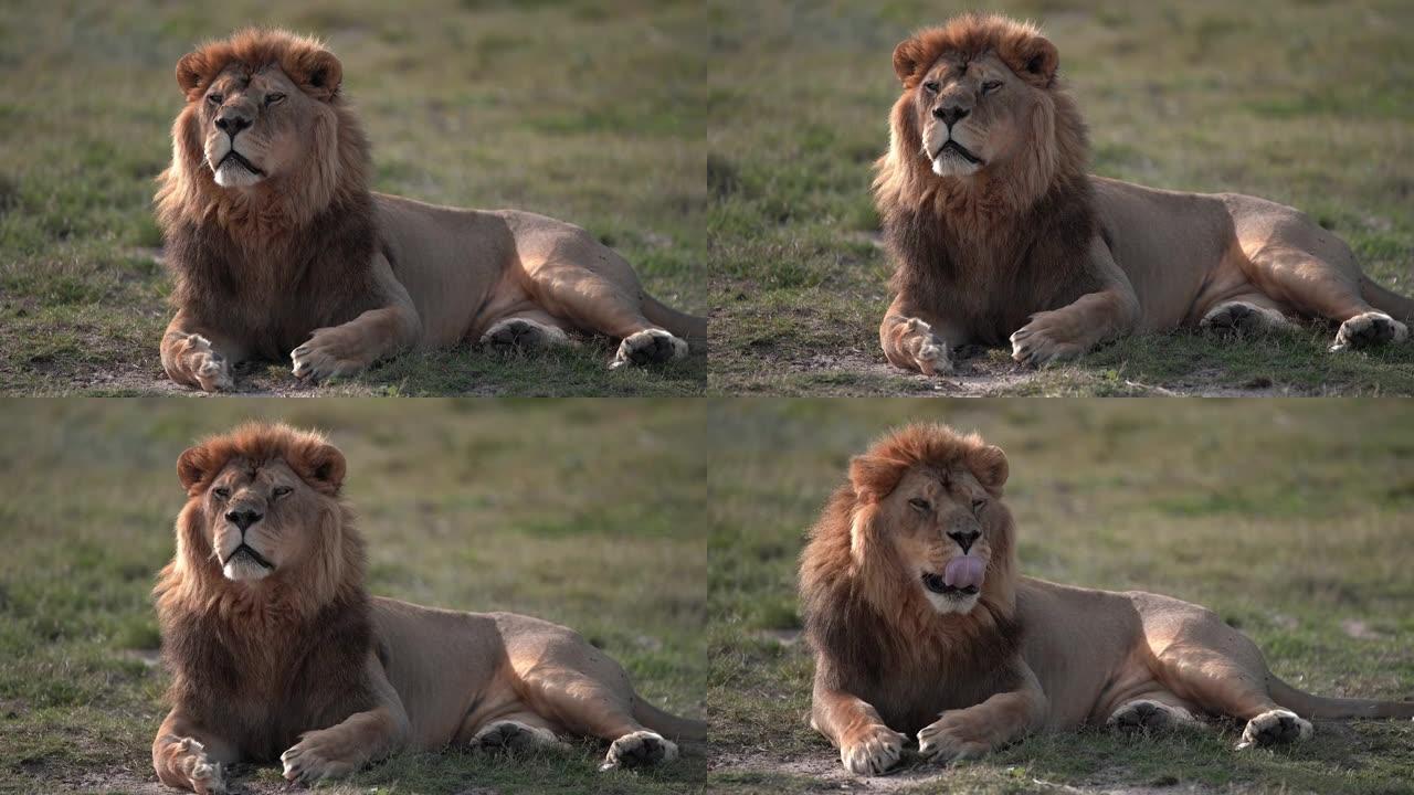 丛林之狮王-拼贴画2-大哈欠-南非