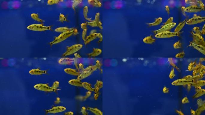 许多金鱼在玻璃缸里游泳。美丽的淡水宠物美丽的养鱼创意