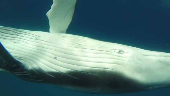 印度洋水下小牛座头鲸与母亲的特写。