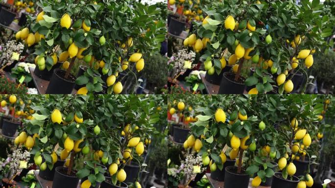 盆栽植物中有绿色和黄色果实的柠檬树