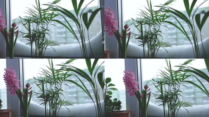 冬天在房子的窗台上盛开的家庭植物。在冰雪覆盖的窗户的背景下在家种花。花盆窗台上的花。选择性聚焦，浅景