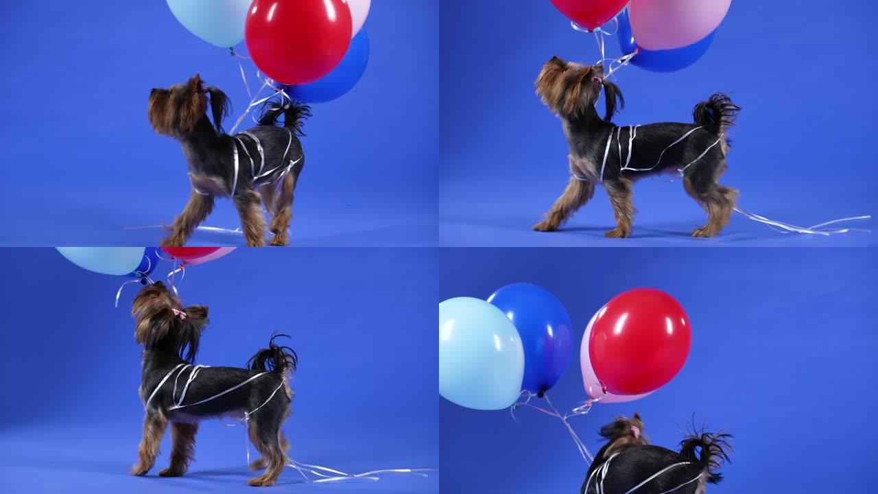 一只约克郡梗，上面绑着四个球，在蓝色背景下走进工作室。宠物抬起头，看着气球并放下气球。慢动作。特写