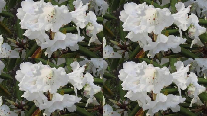 日本。4月。杜鹃花的白色花朵。