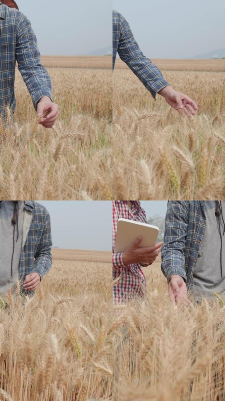 农民在麦田里用平板检查数据和检查作物。