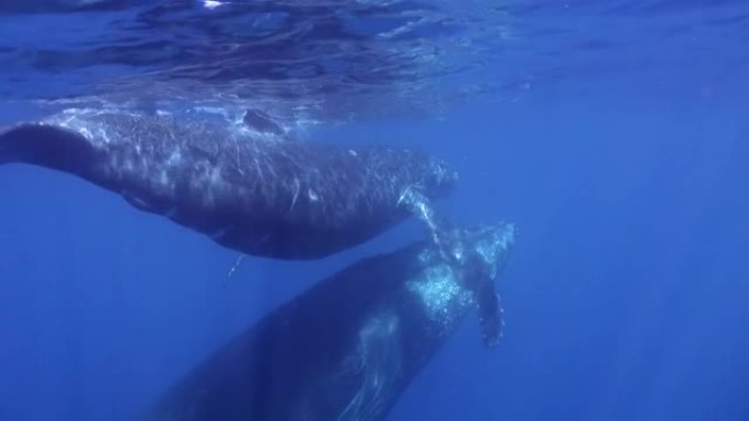 海洋中母亲在水下的小鲸鱼。
