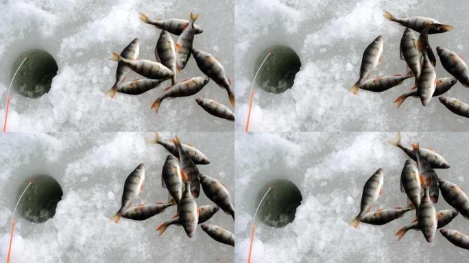 渔夫把鱼扔到冰上